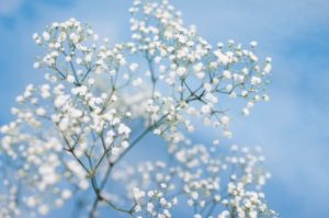 Baby's Breath