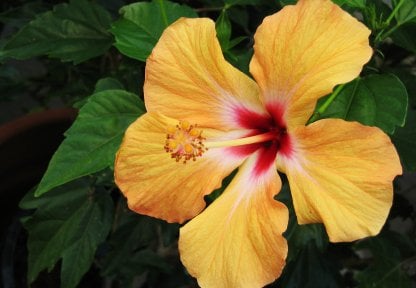 Hibiscus Flower