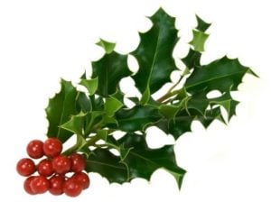 Holly Bush