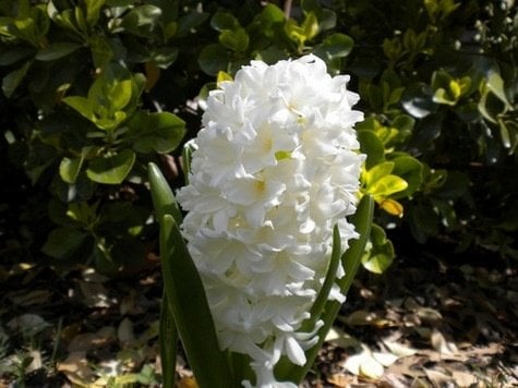 Hyacinth Flower