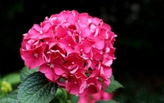 A Single Red Hydrangea Plant