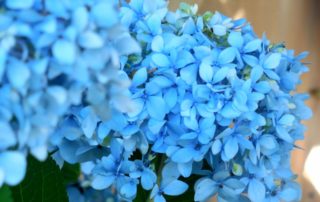 Bright Blue Hydrangea Plant