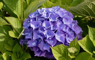 Purple Hydrangea Flower