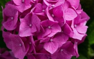 Close Up Picture of Purple Hydrangea Plant