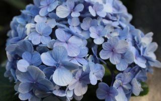 Light Blue Hydrangea Plant