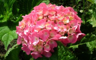 Pink Hydrangea Plant