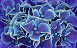 Close Up of Blue Hydrangea Plant