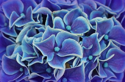 Closeup of Blue Hydrangea Plant