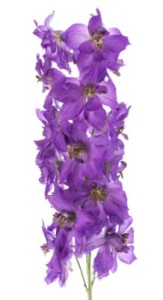 Larkspur Flowers