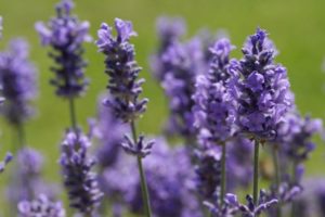 Lavender Flower