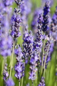 Lavender Plants