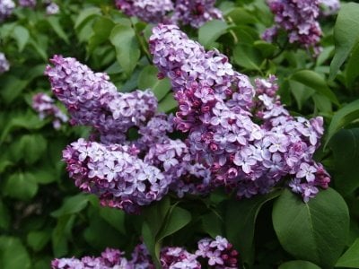 Lilac Shrub