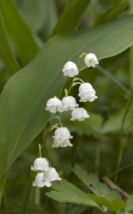 Lily of the Valley