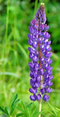 Lupine Flower