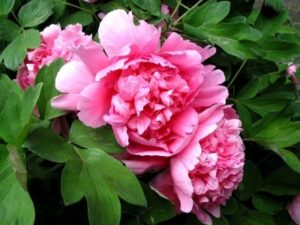 Peony Flower