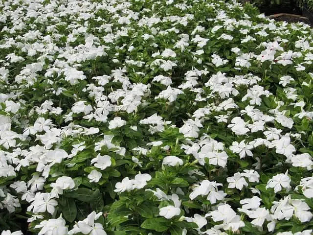 periwinkle groundcover