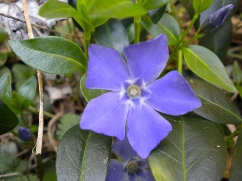 Periwinkle