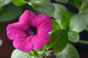 Petunia Flower