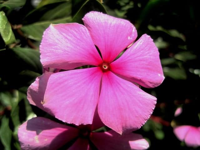 pink periwinkle flower