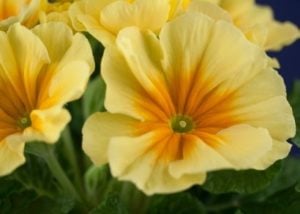 Primrose Flower