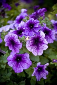 Petunias