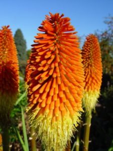 Red Hot Poker Plant