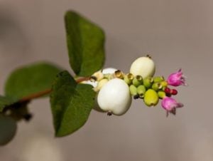 Snowberry Flower