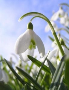 Snowdrop Flower