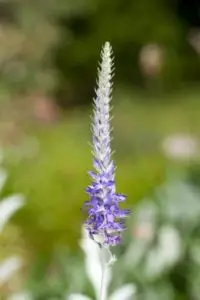 Speedwell Flower