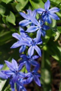 Squill Flower