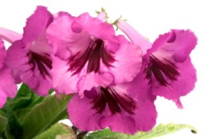 Cape Primrose Flower