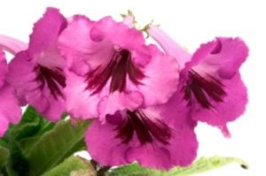 Winter Flowers - Cape Primrose Flower