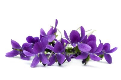 Violet Flower - Seriously Flowers - Flowers - Gardening