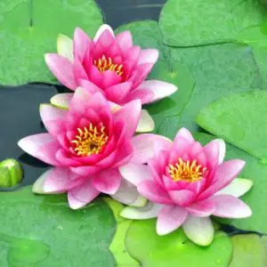 Water Lily Plants