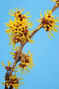 Witch Hazel Tree