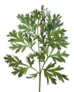 Wormwood Plant