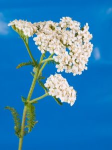 Yarrow Plant