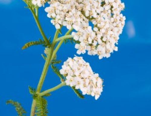 Yarrow Plant