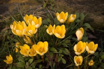 Yellow Crocus