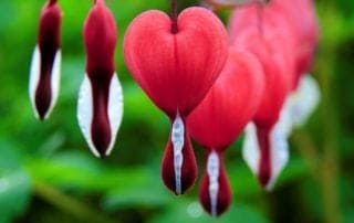 Red Bleeding Heart Flower