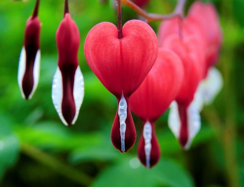 Bleeding Heart