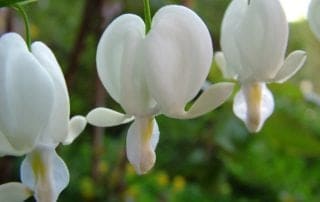 White Bleeding Hearts