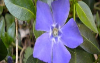 periwinkle