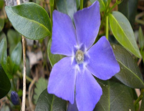 Periwinkle Flower