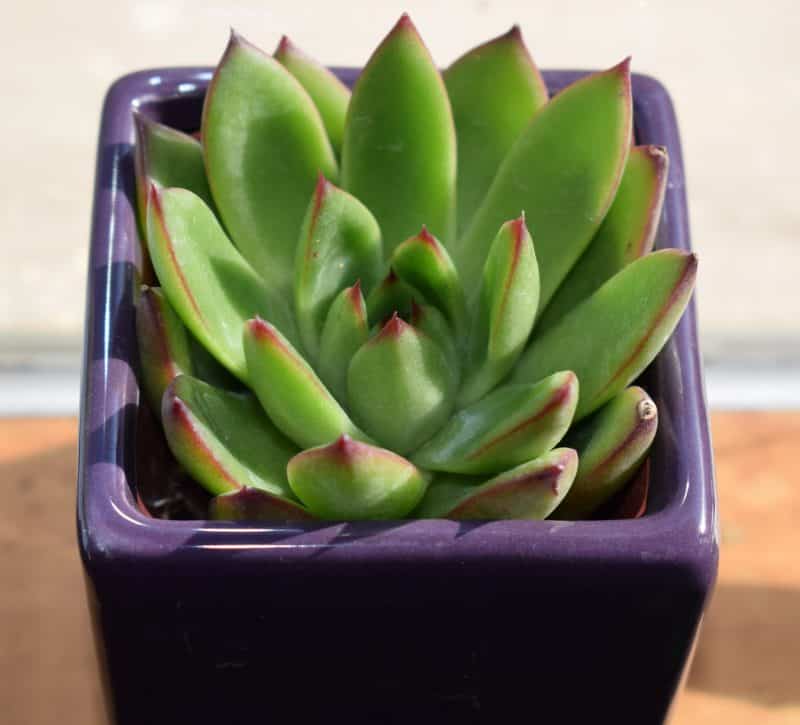 Container Gardening