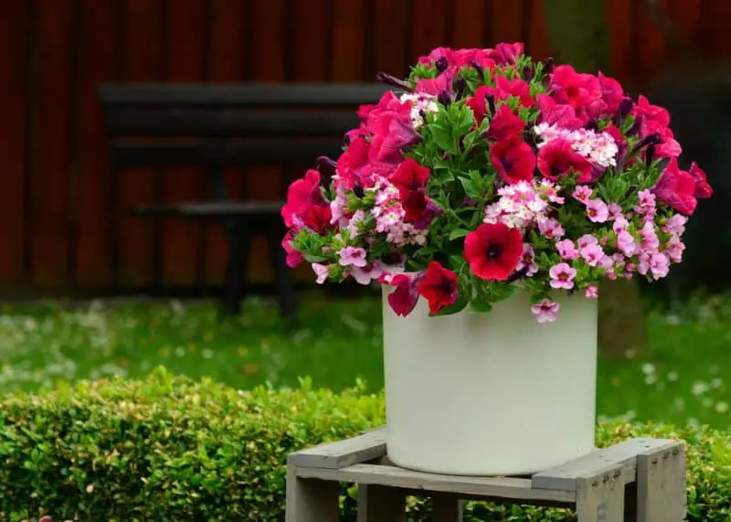 Easy Container Gardening For Beginners