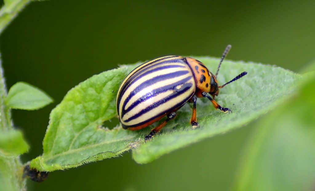 garden pests potato beetle