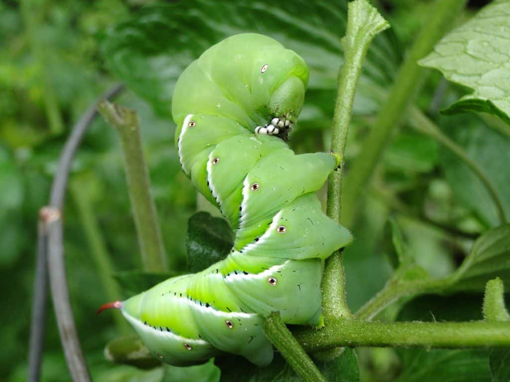 garden pests tomato hornworm