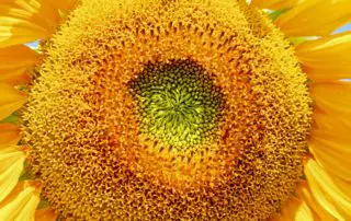 Extreme Closeup of Sunflower