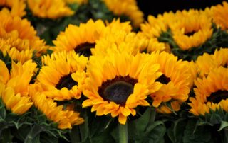 Group of Sunflowers